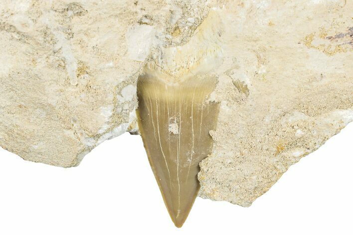 Otodus Shark Tooth Fossil in Rock - Morocco #274926
